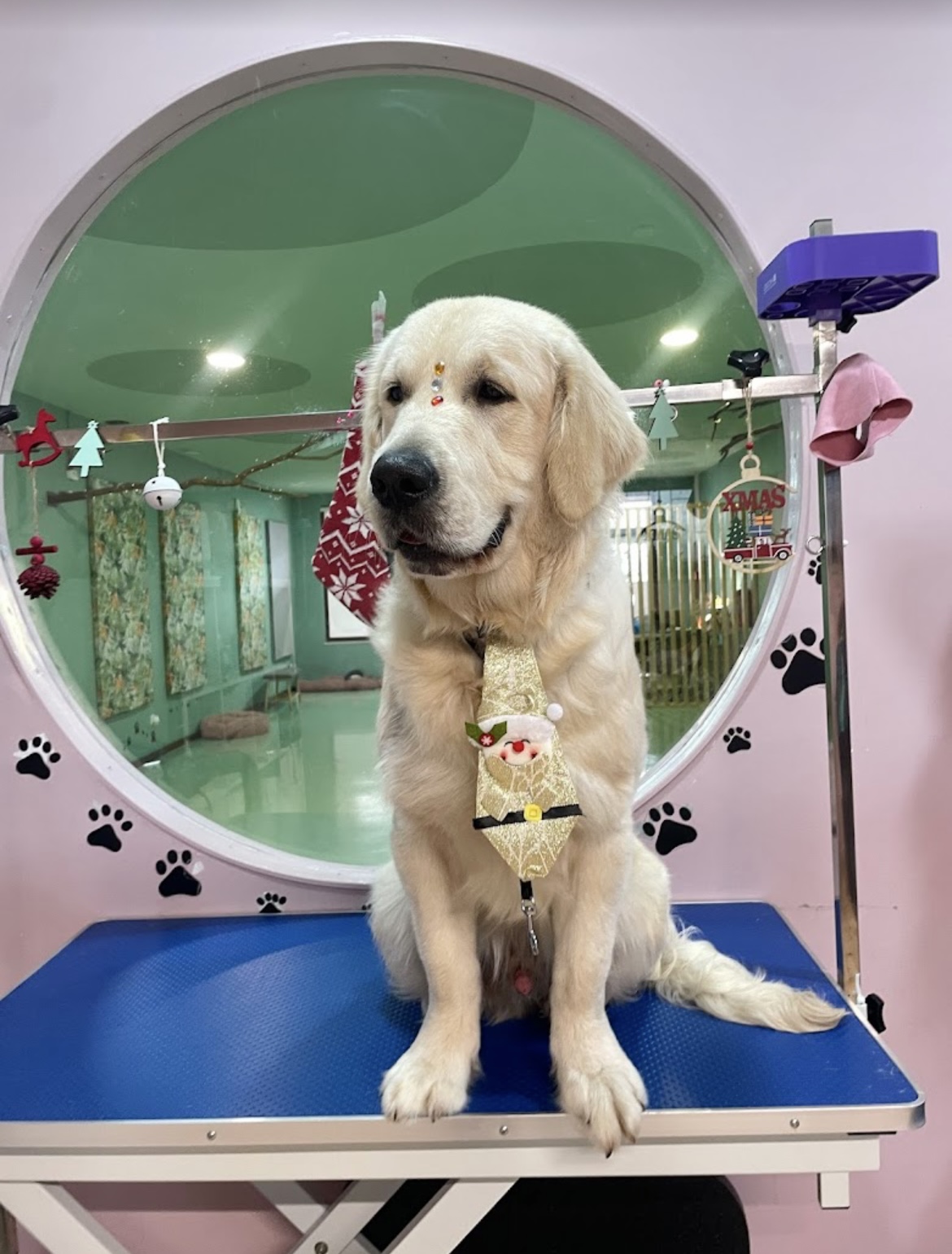 SPA & Grooming