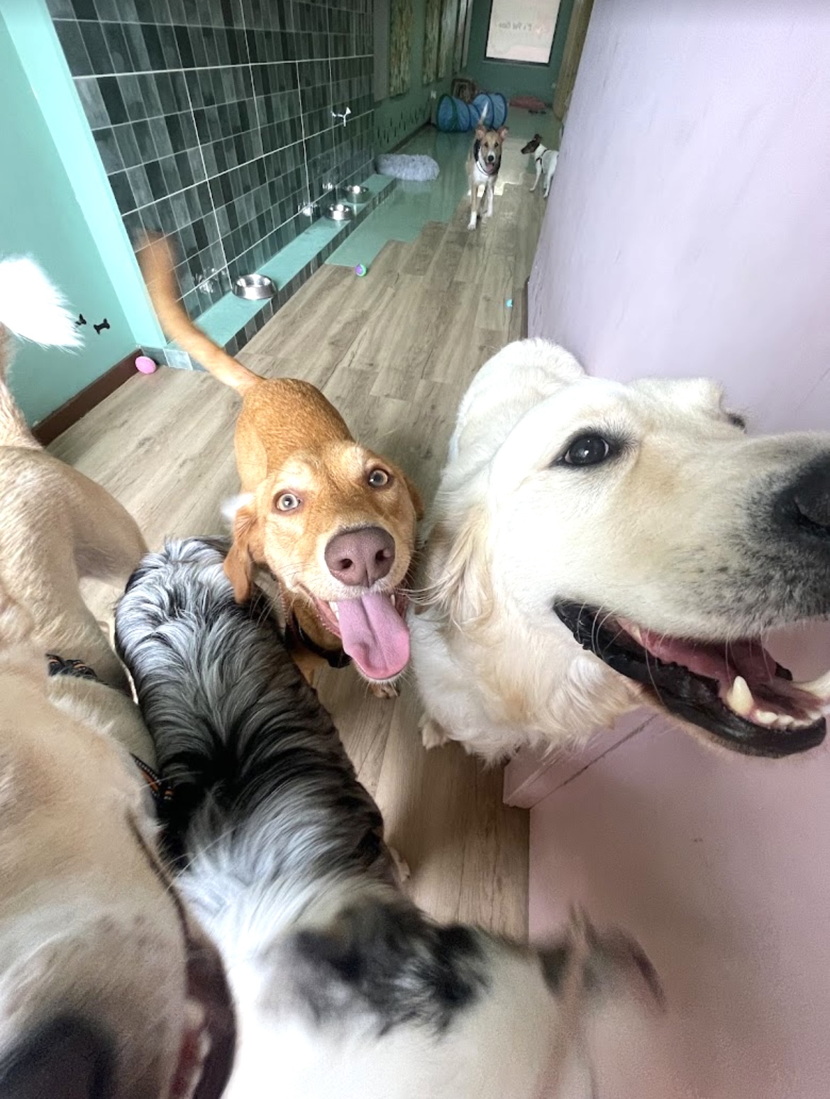 Patudos felizes na creche C' Pet Care