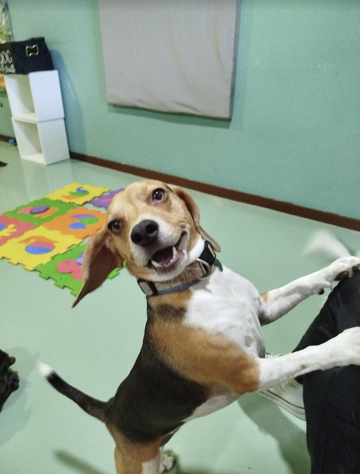 Beagle a brincar na sala de jogos