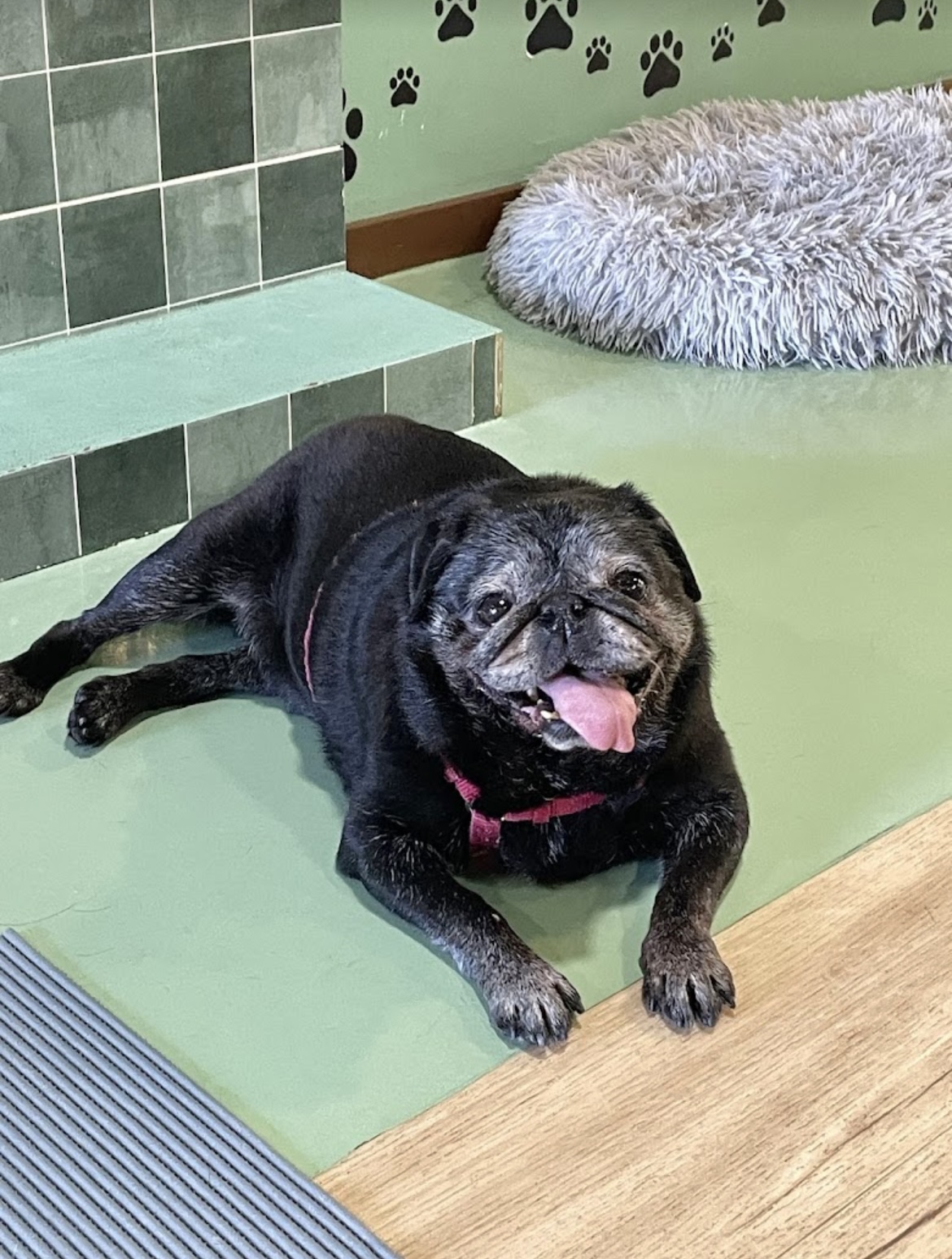 Pug a descansar na zona de relaxamento