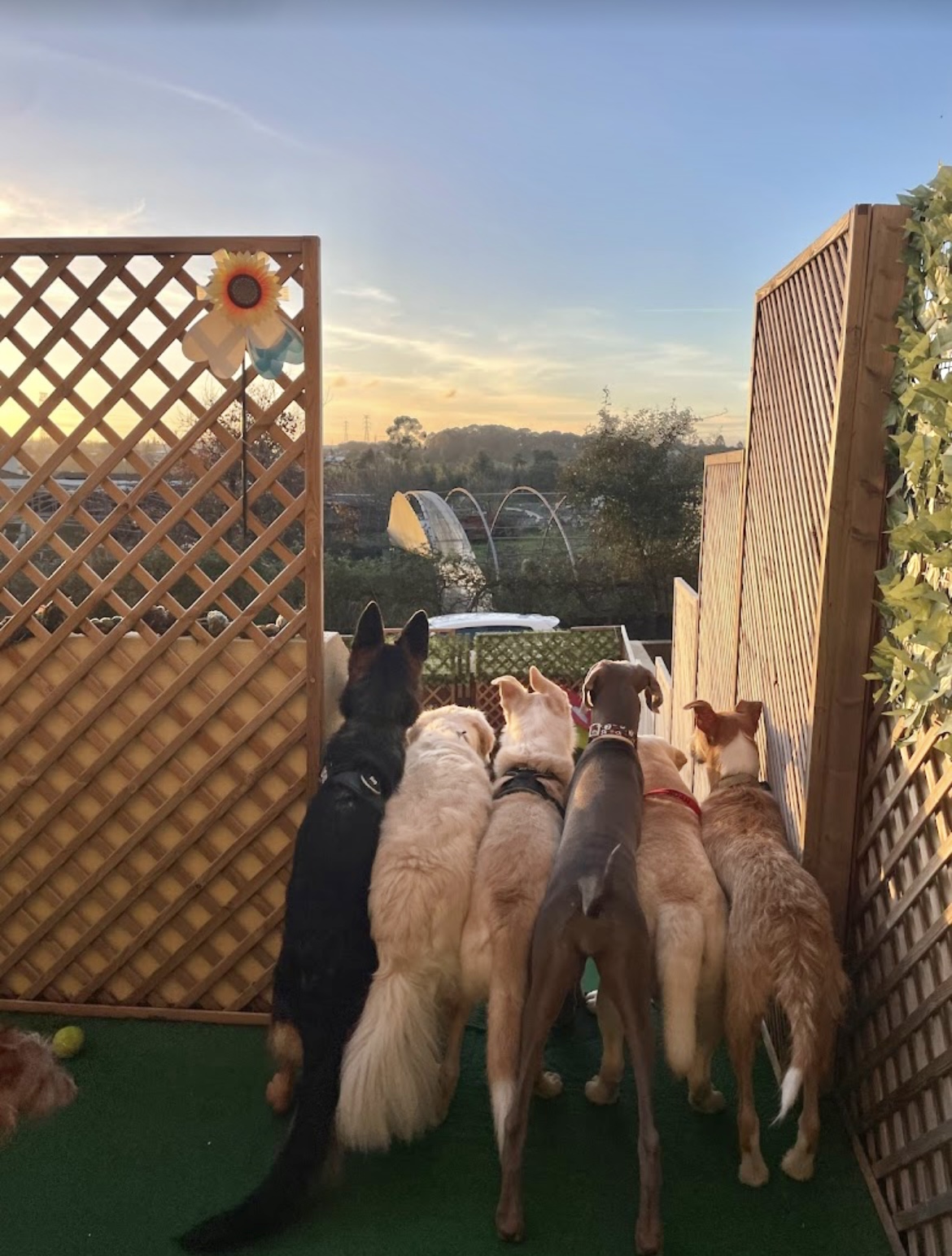 Creche Canina